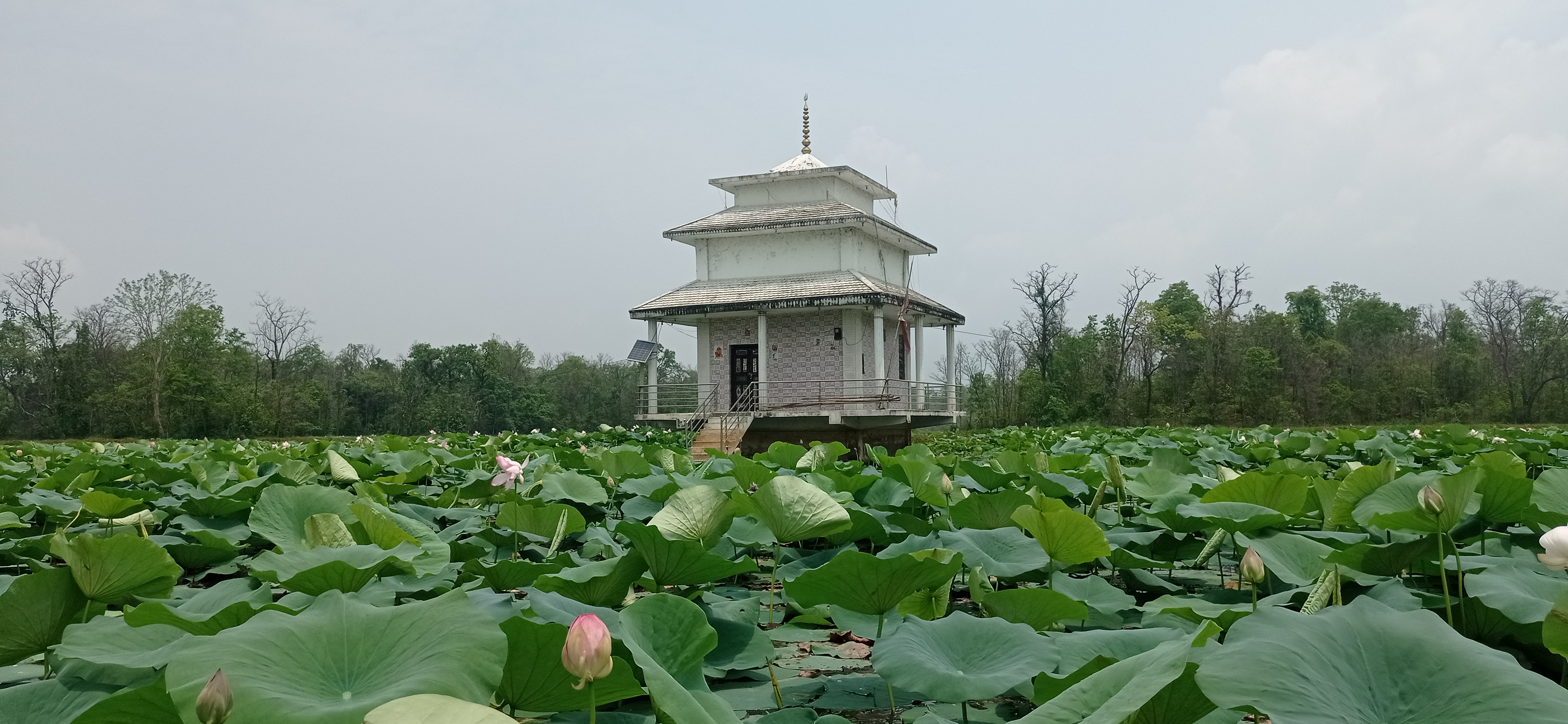 कमलका सेता फूलले छोपेको पर्यटनोन्मुख बेहडाबाबा